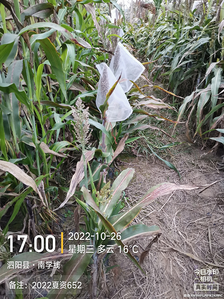 2022夏资652.jpg